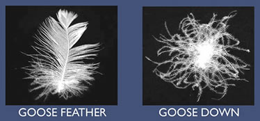 Goose Feather and Down From: kraftpillowservice.com